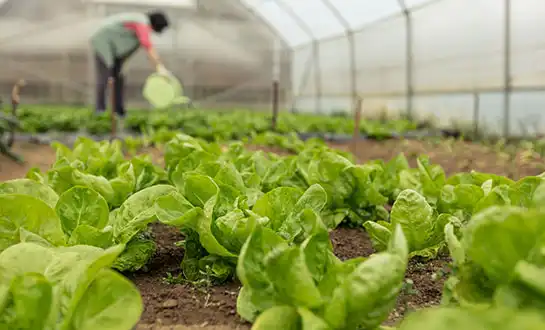 How Amino Acid Peptide Fertilizers Improve Nutrient Uptake？